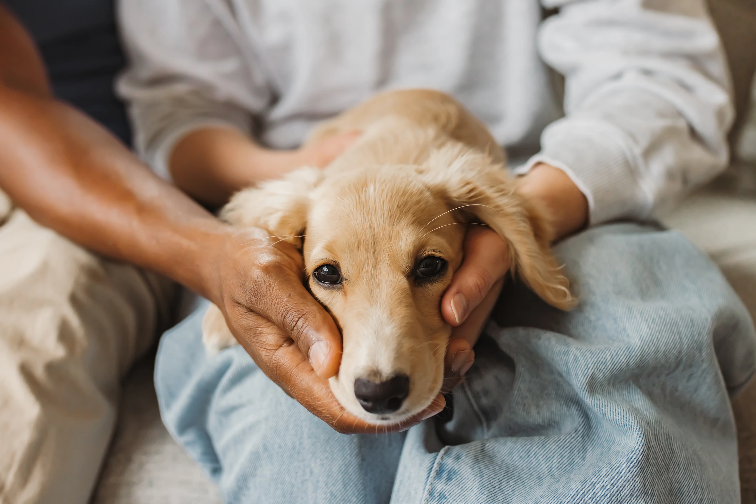 A close-up of a dachshund puppy resting its head on someones hands captures the charm of family photos with a puppy