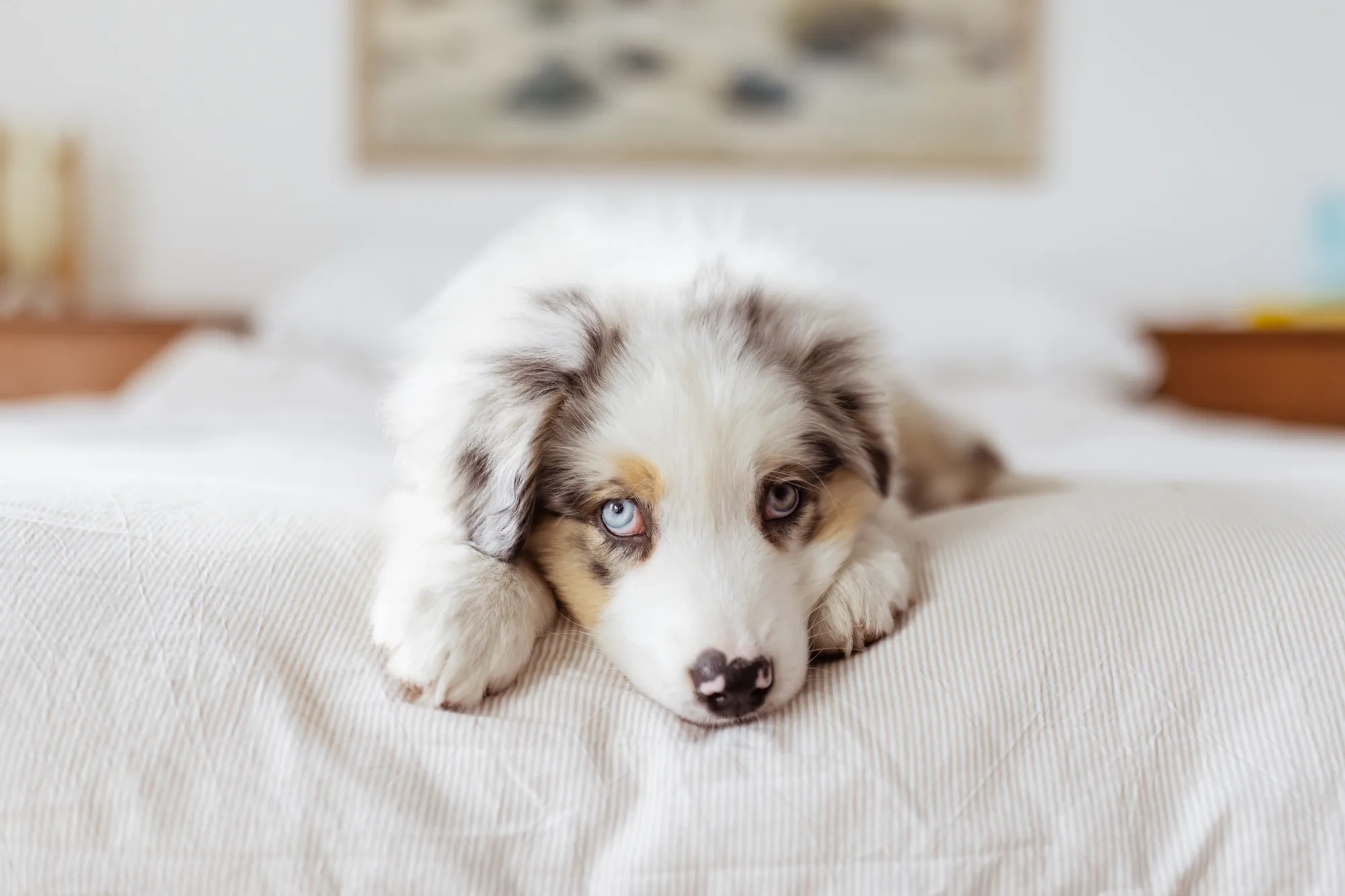 An adorable Australian shepherd puppy sitting on the bed looking directly at the camera in this charming professional puppy photography session in Melbourne.